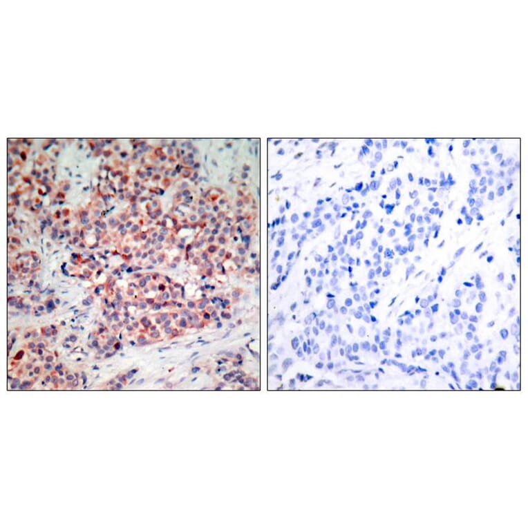 Immunohistochemistry - PTEN (Ab-370) Antibody from Signalway Antibody (21057) - Antibodies.com