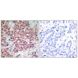 Immunohistochemistry - PTEN (Ab-370) Antibody from Signalway Antibody (21057) - Antibodies.com