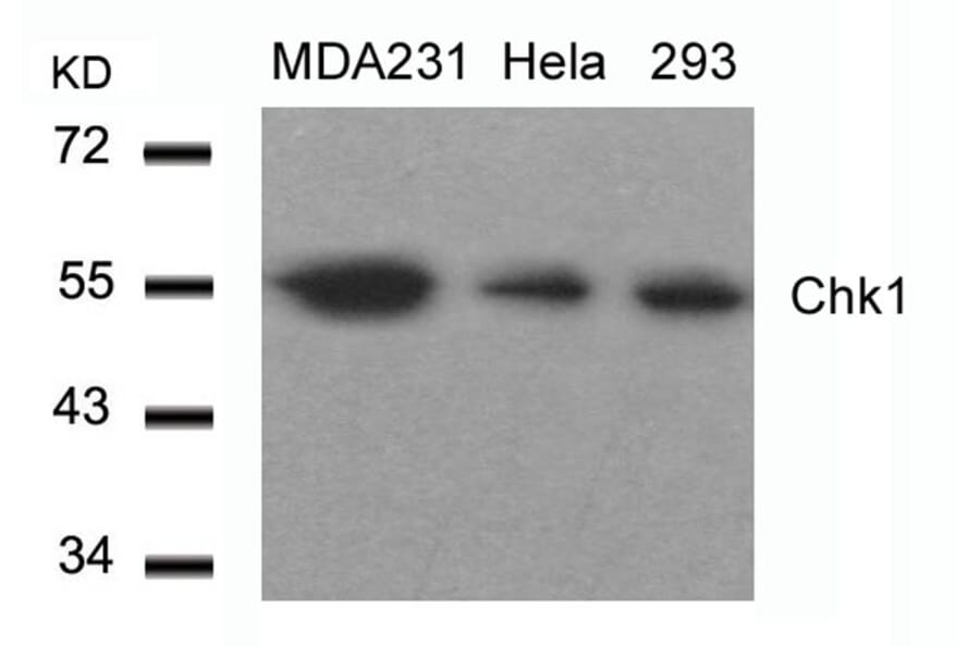 Western blot - Chk1 (Ab-317) Antibody from Signalway Antibody (21114) - Antibodies.com