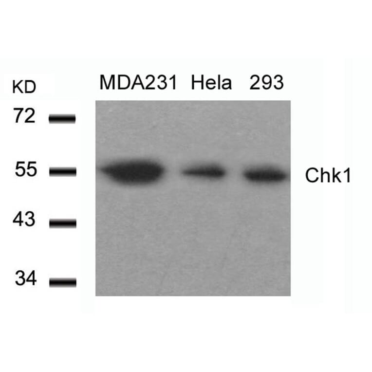 Western blot - Chk1 (Ab-317) Antibody from Signalway Antibody (21114) - Antibodies.com