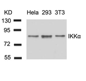 Western blot - IKK a (Ab-23) Antibody from Signalway Antibody (21123) - Antibodies.com