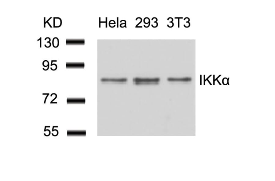 Western blot - IKK a (Ab-23) Antibody from Signalway Antibody (21123) - Antibodies.com
