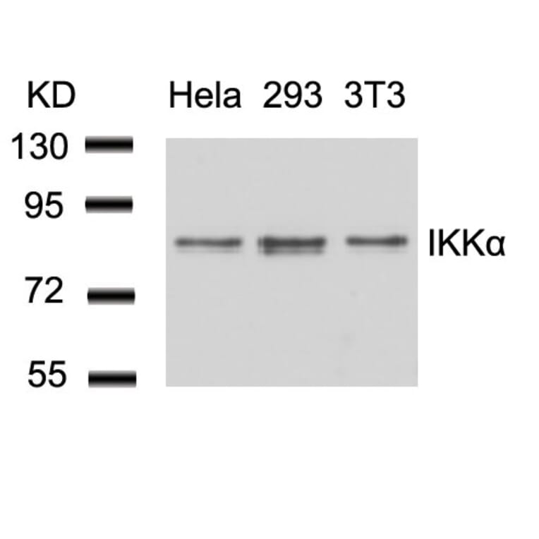 Western blot - IKK a (Ab-23) Antibody from Signalway Antibody (21123) - Antibodies.com