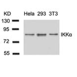 Western blot - IKK a (Ab-23) Antibody from Signalway Antibody (21123) - Antibodies.com