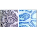 Immunohistochemistry - IKK a (Ab-23) Antibody from Signalway Antibody (21123) - Antibodies.com
