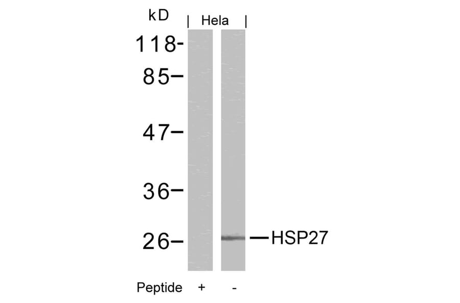 Western blot - HSP27 (Ab-15) Antibody from Signalway Antibody (21144) - Antibodies.com