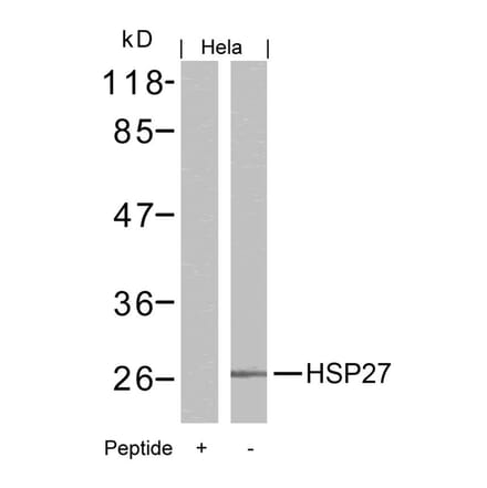 Western blot - HSP27 (Ab-15) Antibody from Signalway Antibody (21144) - Antibodies.com