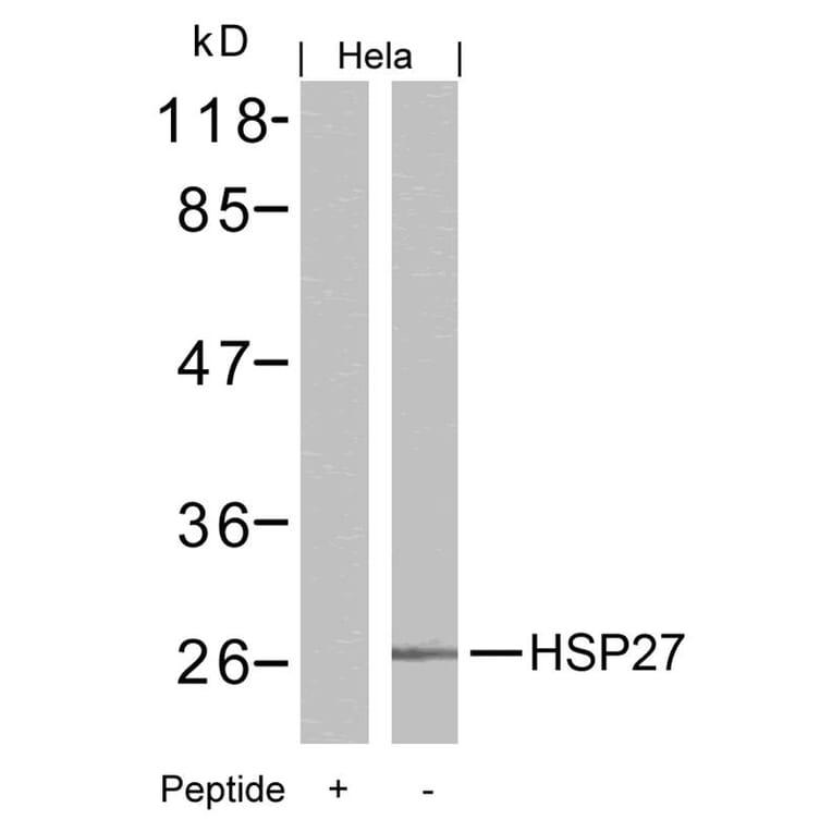 Western blot - HSP27 (Ab-15) Antibody from Signalway Antibody (21144) - Antibodies.com
