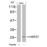 Western blot - HSP27 (Ab-15) Antibody from Signalway Antibody (21144) - Antibodies.com