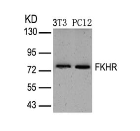 Western blot - FKHR (Ab-319) Antibody from Signalway Antibody (21161) - Antibodies.com