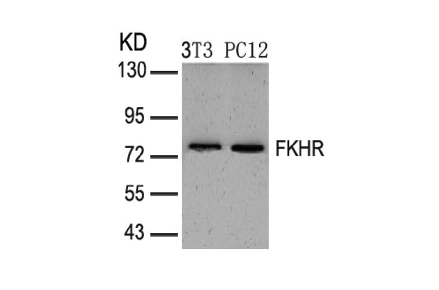 Western blot - FKHR (Ab-319) Antibody from Signalway Antibody (21161) - Antibodies.com