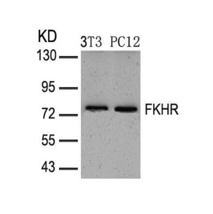 Western blot - FKHR (Ab-319) Antibody from Signalway Antibody (21161) - Antibodies.com