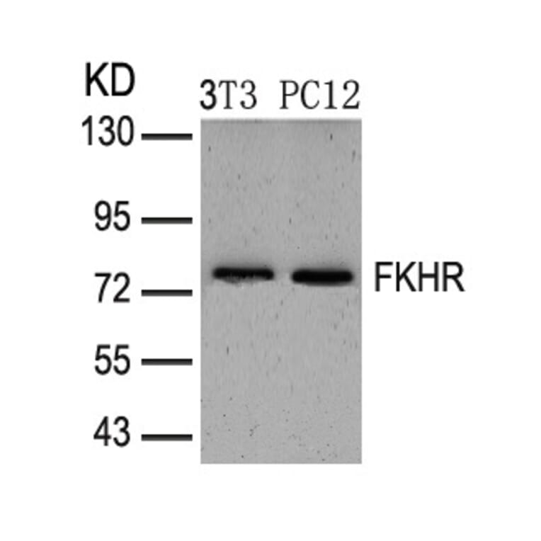 Western blot - FKHR (Ab-319) Antibody from Signalway Antibody (21161) - Antibodies.com