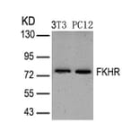 Western blot - FKHR (Ab-319) Antibody from Signalway Antibody (21161) - Antibodies.com