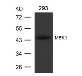 Western blot - MEK1 (Ab-221) Antibody from Signalway Antibody (21175) - Antibodies.com