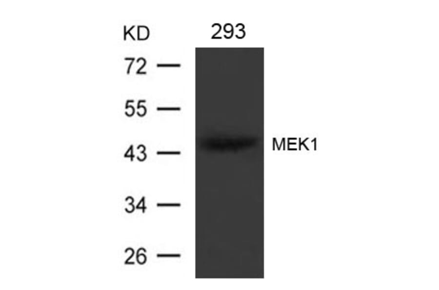 Western blot - MEK1 (Ab-221) Antibody from Signalway Antibody (21175) - Antibodies.com