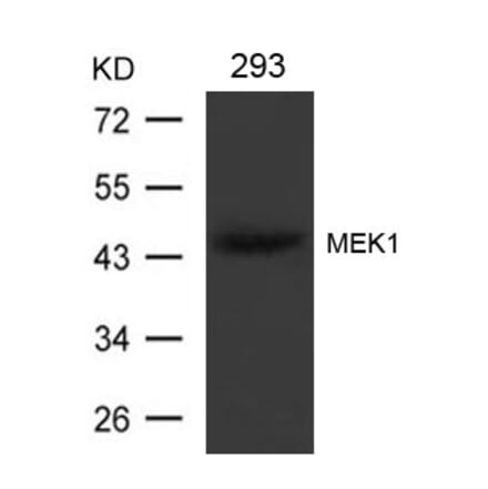 Western blot - MEK1 (Ab-221) Antibody from Signalway Antibody (21175) - Antibodies.com