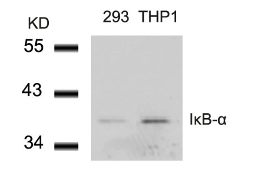 Western blot - IkB-a (Ab-42) Antibody from Signalway Antibody (21176) - Antibodies.com