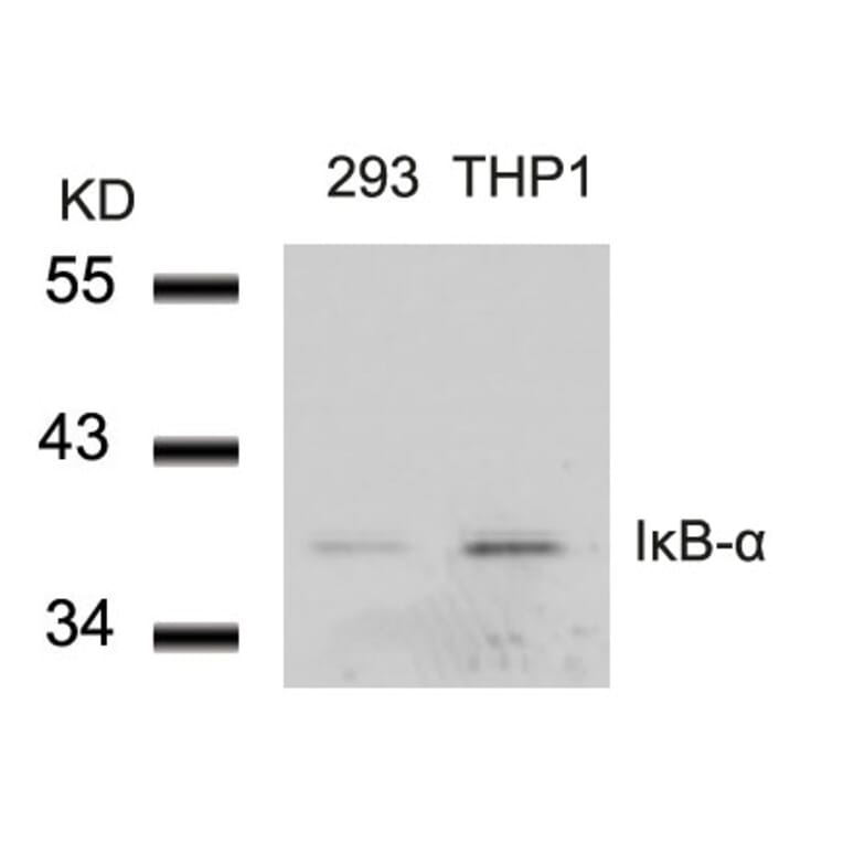 Western blot - IkB-a (Ab-42) Antibody from Signalway Antibody (21176) - Antibodies.com