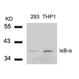Western blot - IkB-a (Ab-42) Antibody from Signalway Antibody (21176) - Antibodies.com