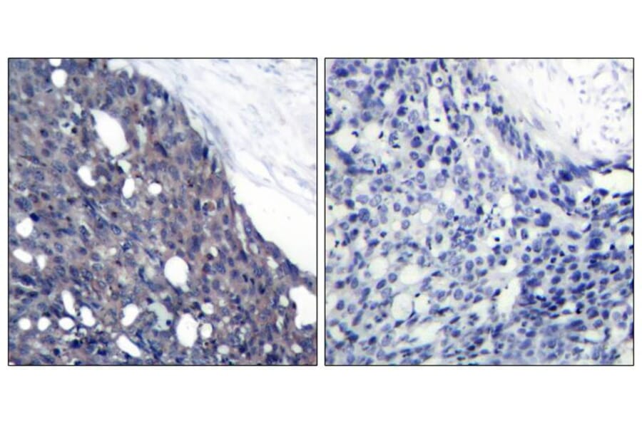 Immunohistochemistry - IkB-a (Ab-42) Antibody from Signalway Antibody (21176) - Antibodies.com