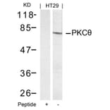 Western blot - PKCth (Ab-695) Antibody from Signalway Antibody (21185) - Antibodies.com