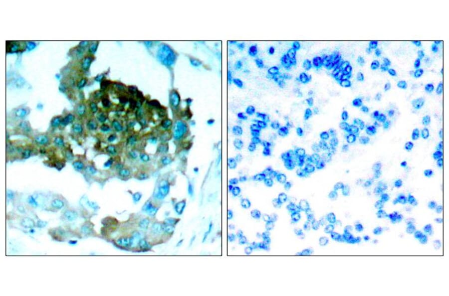 Immunohistochemistry - PKCth (Ab-695) Antibody from Signalway Antibody (21185) - Antibodies.com