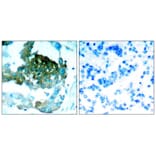 Immunohistochemistry - PKCth (Ab-695) Antibody from Signalway Antibody (21185) - Antibodies.com
