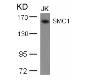 Western blot - SMC1 (Ab-957) Antibody from Signalway Antibody (21190) - Antibodies.com