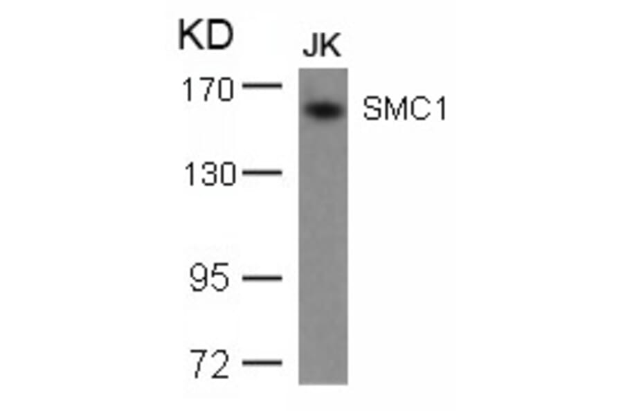 Western blot - SMC1 (Ab-957) Antibody from Signalway Antibody (21190) - Antibodies.com