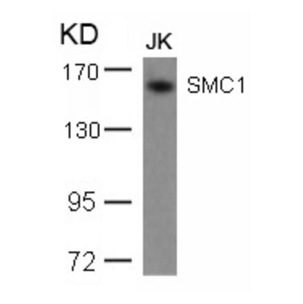 Western blot - SMC1 (Ab-957) Antibody from Signalway Antibody (21190) - Antibodies.com