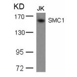 Western blot - SMC1 (Ab-957) Antibody from Signalway Antibody (21190) - Antibodies.com