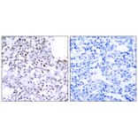 Immunohistochemistry - SMC1 (Ab-957) Antibody from Signalway Antibody (21190) - Antibodies.com