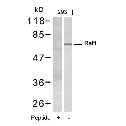 Western blot - Raf1 (Ab-338) Antibody from Signalway Antibody (21202) - Antibodies.com