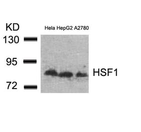 Western blot - HSF1 (Ab-307) Antibody from Signalway Antibody (21206) - Antibodies.com