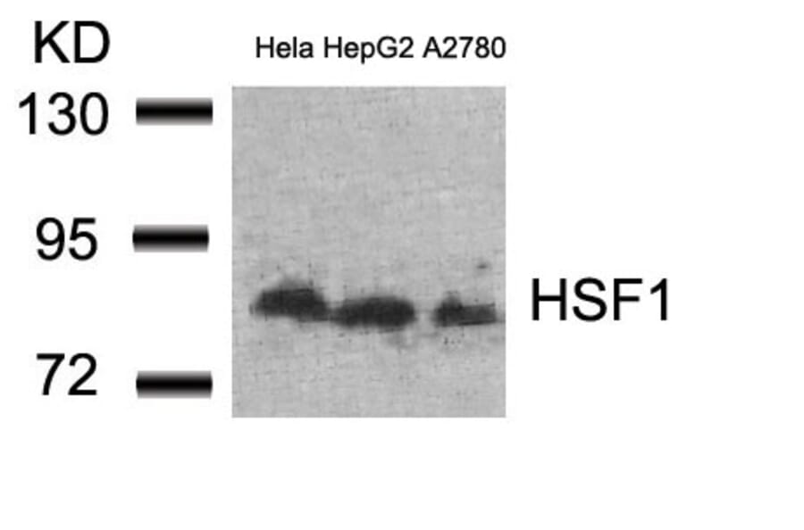Western blot - HSF1 (Ab-307) Antibody from Signalway Antibody (21206) - Antibodies.com