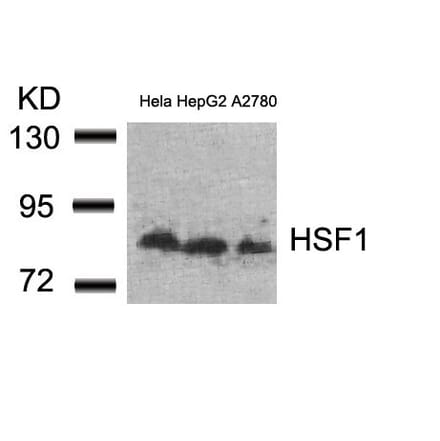 Western blot - HSF1 (Ab-307) Antibody from Signalway Antibody (21206) - Antibodies.com