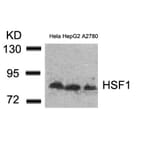 Western blot - HSF1 (Ab-307) Antibody from Signalway Antibody (21206) - Antibodies.com