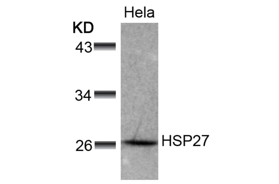 Western blot - HSP27 (Ab-78) Antibody from Signalway Antibody (21239) - Antibodies.com