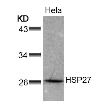 Western blot - HSP27 (Ab-78) Antibody from Signalway Antibody (21239) - Antibodies.com