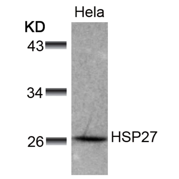 Western blot - HSP27 (Ab-78) Antibody from Signalway Antibody (21239) - Antibodies.com