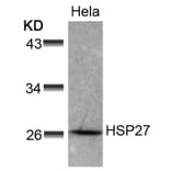 Western blot - HSP27 (Ab-78) Antibody from Signalway Antibody (21239) - Antibodies.com