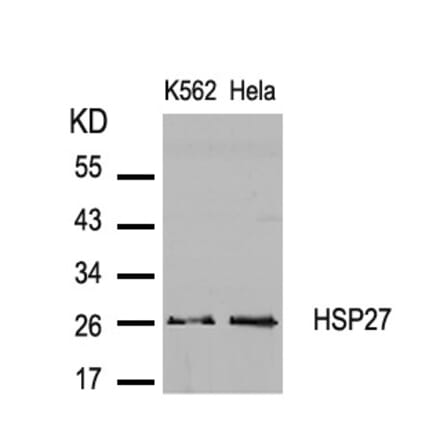 Western blot - HSP27 (Ab-82) Antibody from Signalway Antibody (21240) - Antibodies.com
