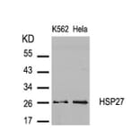 Western blot - HSP27 (Ab-82) Antibody from Signalway Antibody (21240) - Antibodies.com