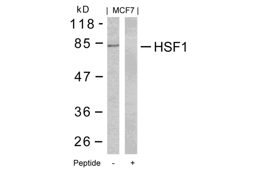 Western blot - HSF1 (Ab-303) Antibody from Signalway Antibody (21255) - Antibodies.com