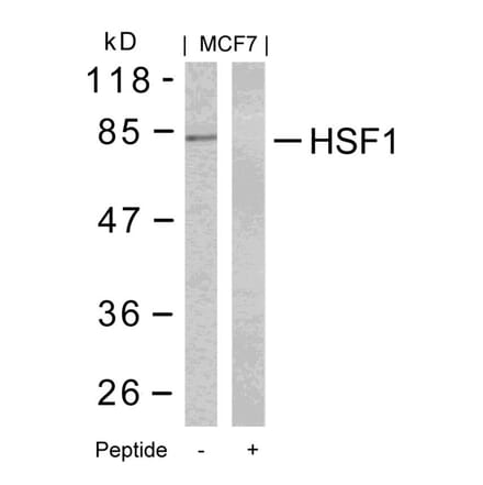 Western blot - HSF1 (Ab-303) Antibody from Signalway Antibody (21255) - Antibodies.com