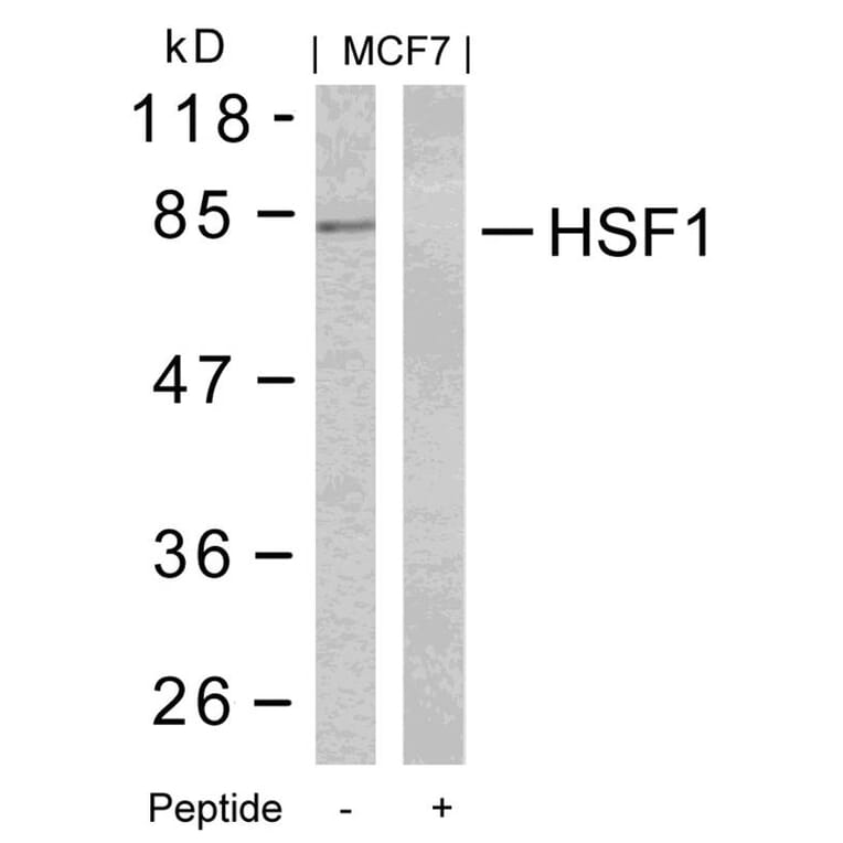 Western blot - HSF1 (Ab-303) Antibody from Signalway Antibody (21255) - Antibodies.com