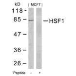 Western blot - HSF1 (Ab-303) Antibody from Signalway Antibody (21255) - Antibodies.com