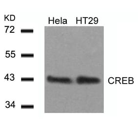 Western blot - CREB (Ab-129) Antibody from Signalway Antibody (21265) - Antibodies.com
