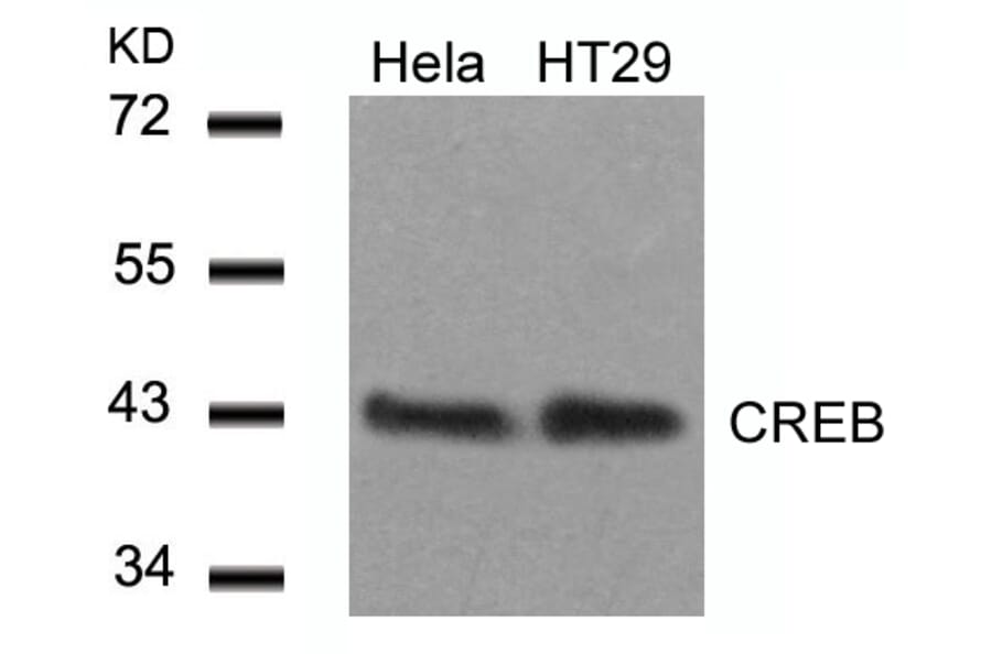 Western blot - CREB (Ab-129) Antibody from Signalway Antibody (21265) - Antibodies.com